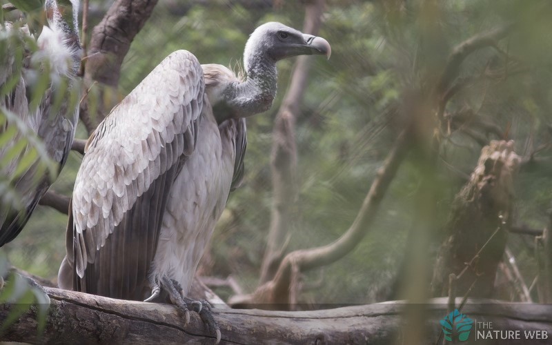 Indian Vulture